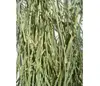 dried Equisetum ramosissimum Desf stem cuts