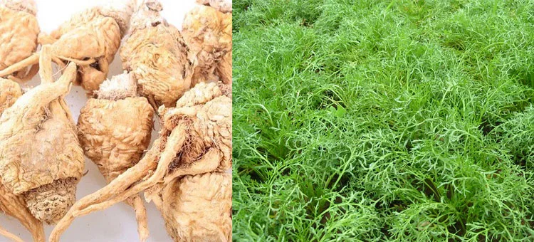 Femal Capsule 190513-3