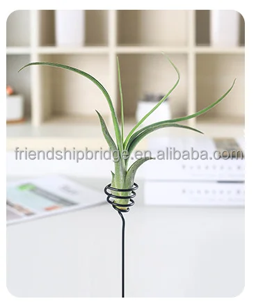 
Various high quality real Tillandsia Air Plants 