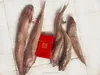new coning frozen lizard fish