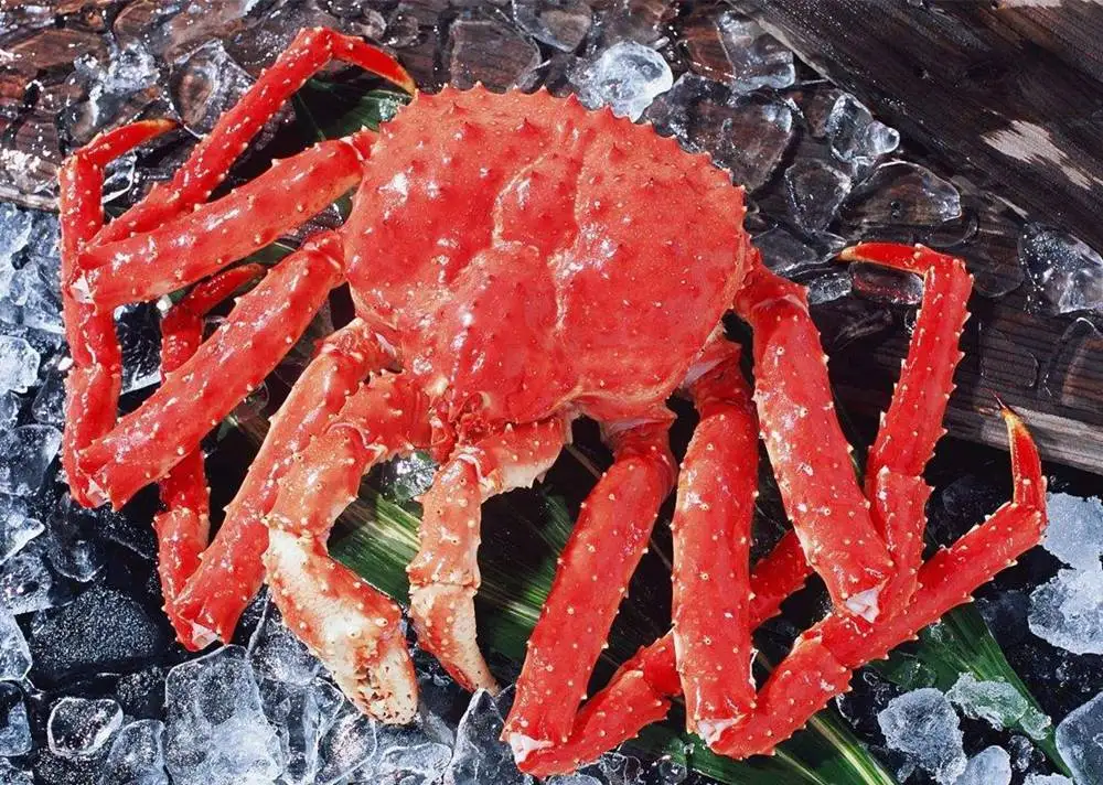 Frozen Red LIVE king crab