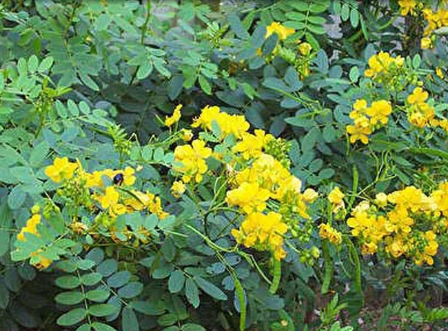 cassia seed extract/cassia tora seeds