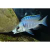 Hot Sale Ornamental Tropical Deep Water Hap Fish