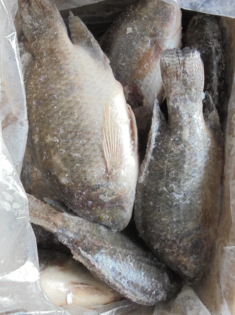 冷冻罗非鱼全轮只有低价报价