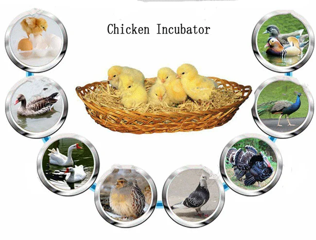 best incubator for chickens