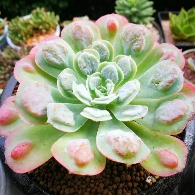 
mini succulent Echeveria Rain Drops indoor plant 