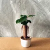 The Best Sale Household Plants Ficus Microcarpa Miniature Bonsai