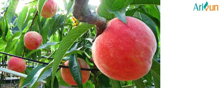 manufacturer supply good taste freeze dried honey peach juice