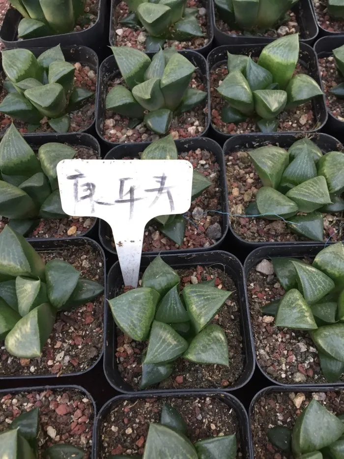 Haworthia comptoniana.jpg