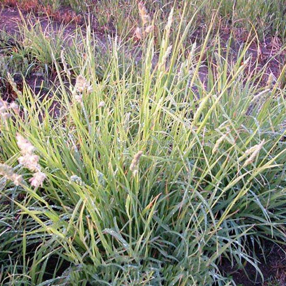 
Top quality Dactylis glomerata grass seeds forage seeds from supplier 