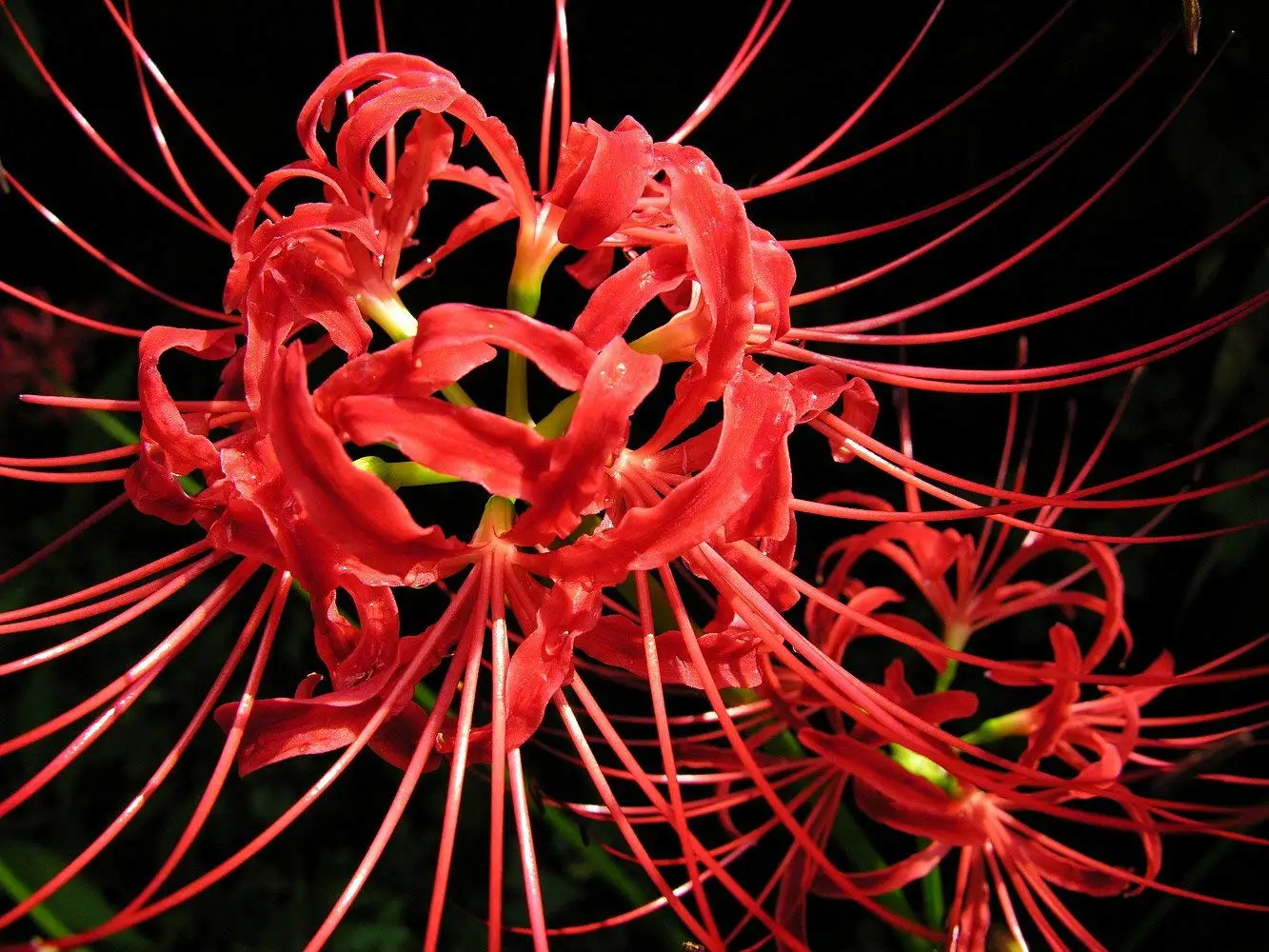 Cheap Red Spider Lily, find Red Spider Lily deals on line at