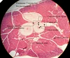 study and research 100pc/Box medical parasite prepared microscope slides