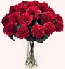 Fresh cut flower carnation Dianthus caryophyllus