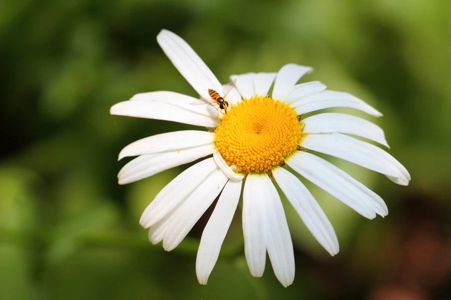 wholesale low price chamomile extract 98% apigenin powder