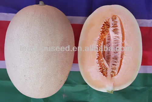 SM24 Tianshanxue f1 hybrid mid maturity sweet melon seeds, hybrid melon seeds.jpg
