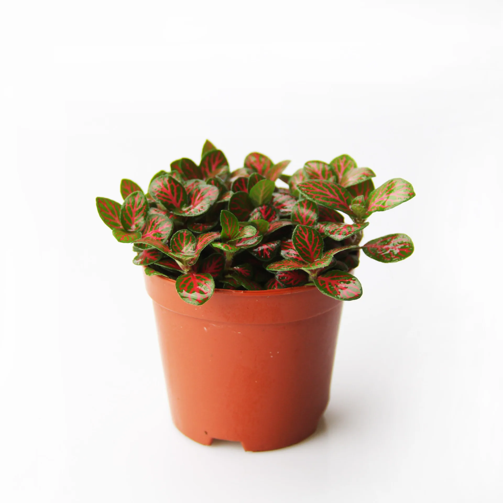 
Ornamental plant bonsai fittonia verschaffeltii 