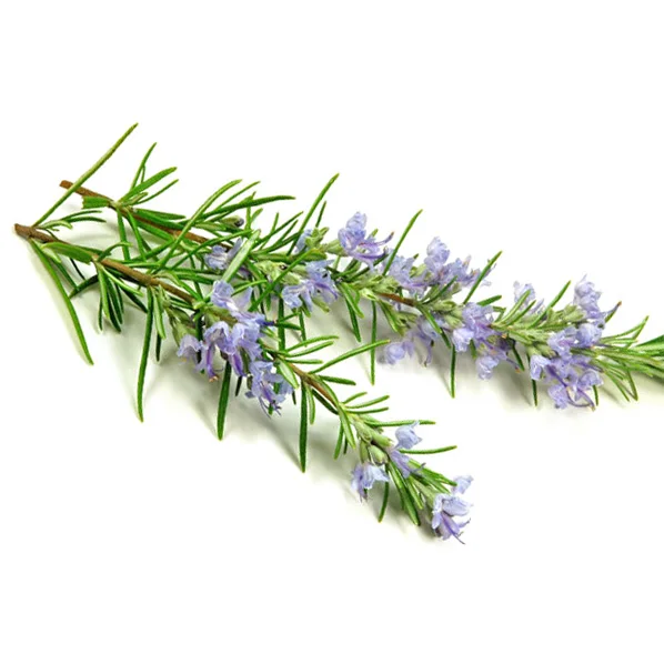 Rosemary Leaf Extract Rosmarinic Acid Used In Pet Food Buy Rosemary