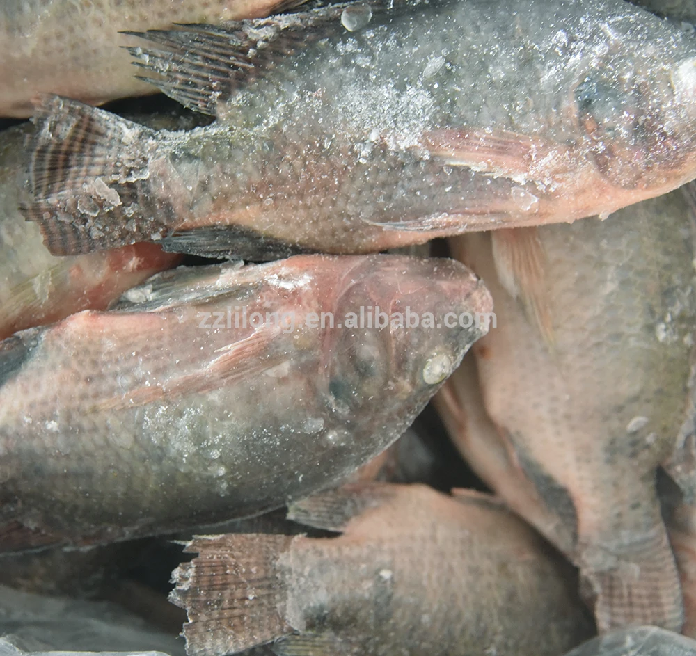 
Frozen Horse Mackerel/Pacific Mackerel/Tuna/Trout/Bonito/Tilapia/Squid/Salmon fish 