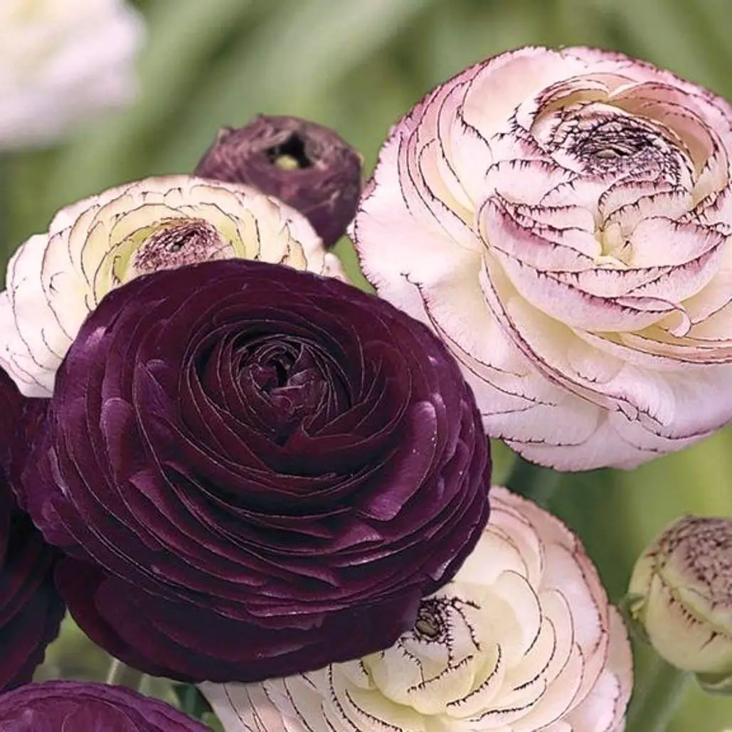 Cheap Ranunculus And Peony, find Ranunculus And Peony deals on line at