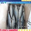 sale of frozen herring mackerel ice fish frozen food bulk frozen foods