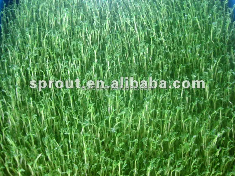 
Hydroponics Animal Fodder Machine Fodder sprouting machine/barley grass growing machine /Animal fodder making machine 