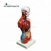 Human Main Organ Torso Detachable Installable Scale Anatomical Educational Model