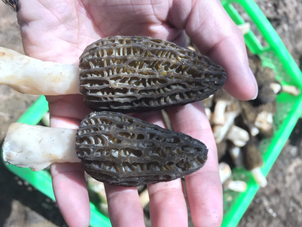 
Detan Wild Morehella/Names of Mushrooms 