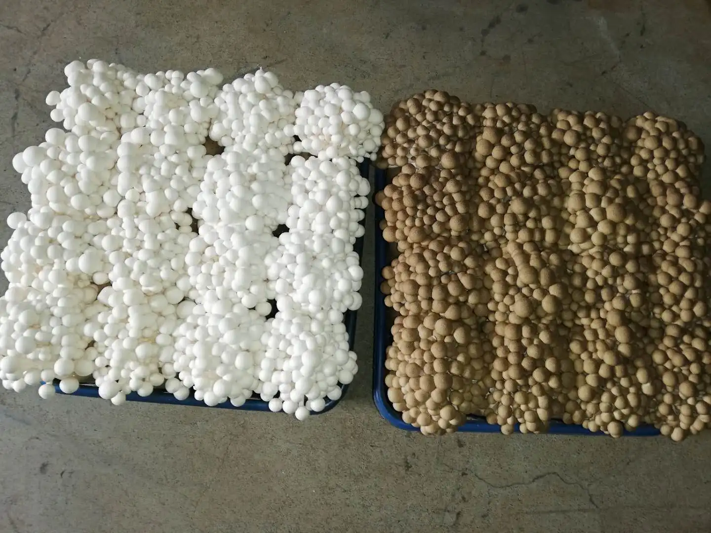 
fresh mushroom(brown shimeji) 