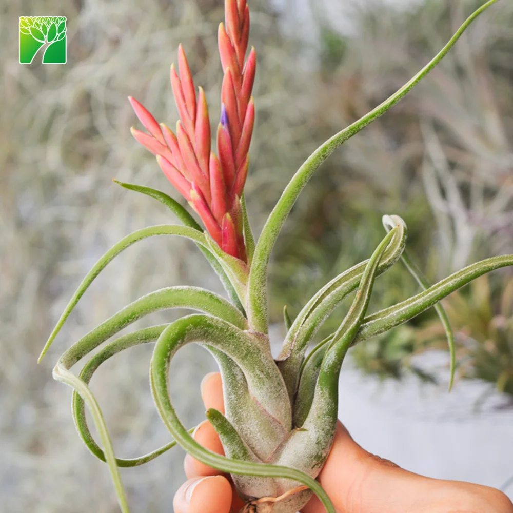 
Hot sale 4-6.5 inch growth height natural air plant octopus plant T.Caput-medusae 