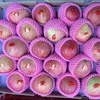 2019 newly listed gansu red gala apple wholesale sale