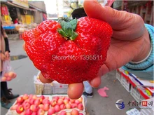 300 sexy strawberry seeds send 200chili as gift bonsai strawberry seeds edible four seasons large type