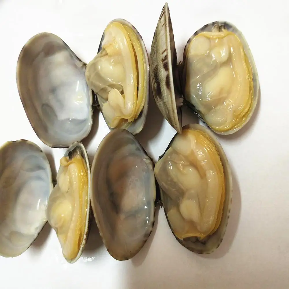 
2019 new season short necked clam in shell 
