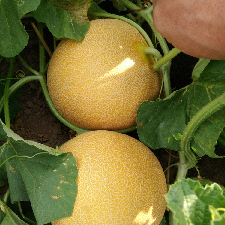 wholesale hybrid galia melon yellow earily mature seeds