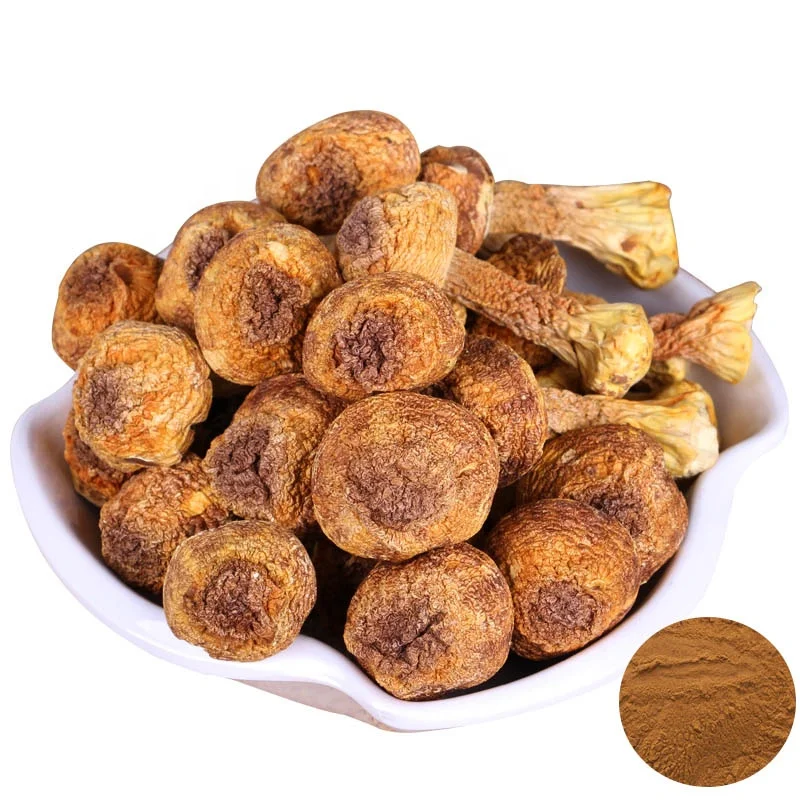 Ji Song Rong Factory Supply Pure Natural Agaricus Tricholoma Matsutake