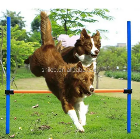 outdoor dog training equipment