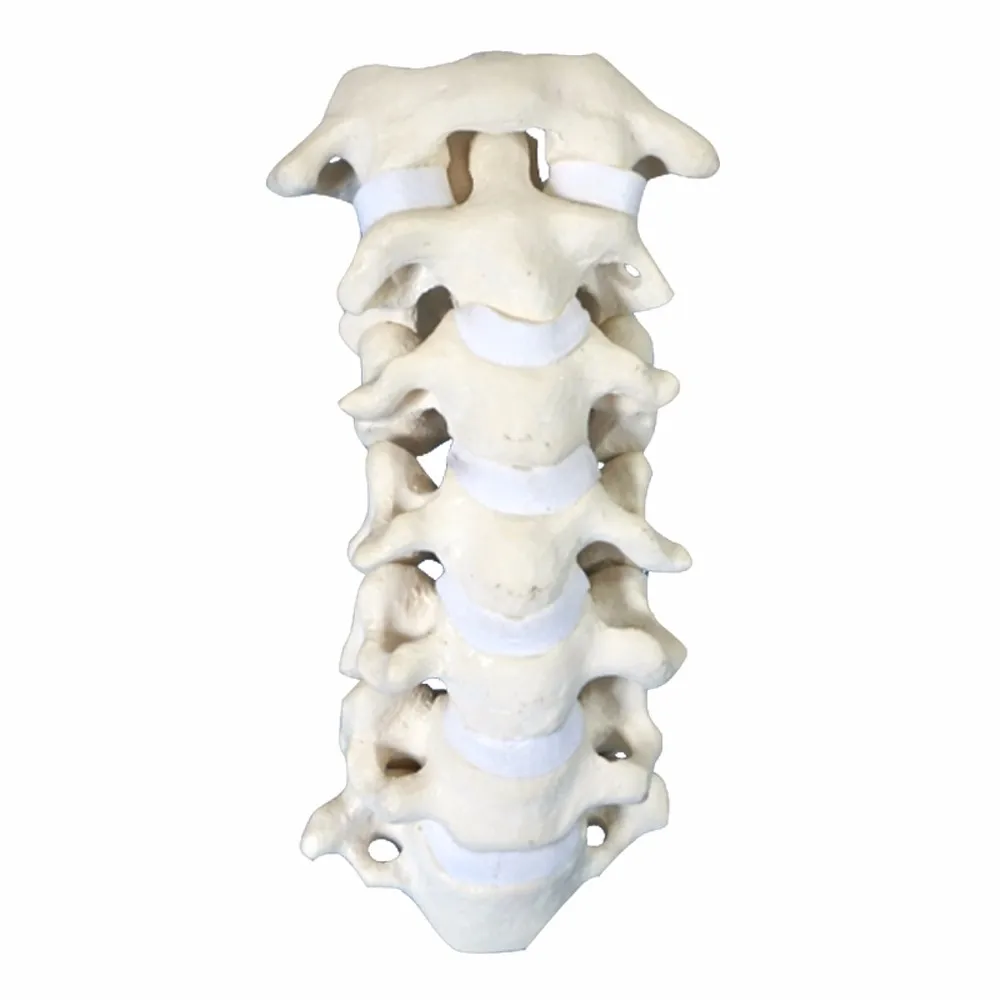 Solid Foam C1-c7 Cervical Vertebra Bones Teaching Model - Buy Solid ...