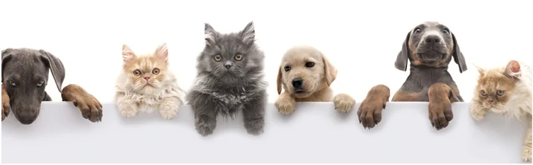 Custom Logo Dog Tracking Lead With PP Webbing, Anti Slip Grip Dog Leash for Training