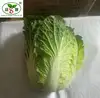 (HOT)Fresh cabbage Chinese exporters/Fresh Cabbages