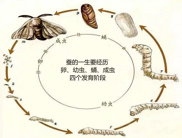 零废物环保 100% 生物降解丝绸牙线与薄荷味