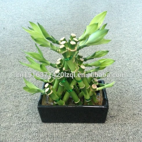 
Farm price dracaena sanderiana live indoor aquatic ornamental chinese fengshui plants pyramid lucky bamboo 