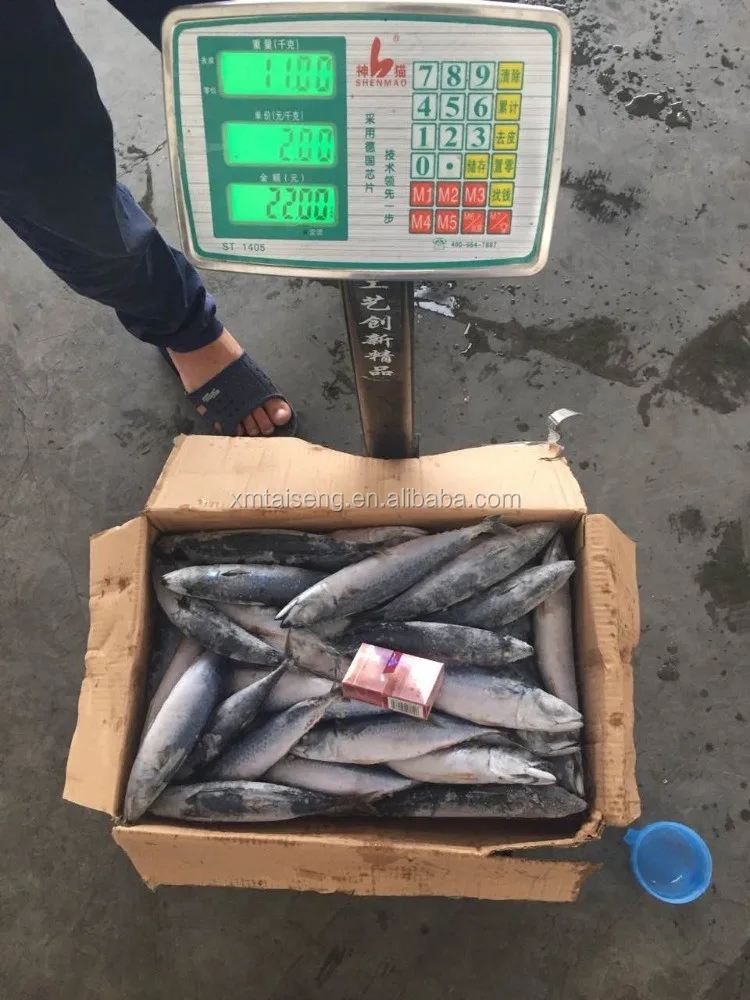 Marine Frozen fresh pacific mackerel whole round frozen mackerel
