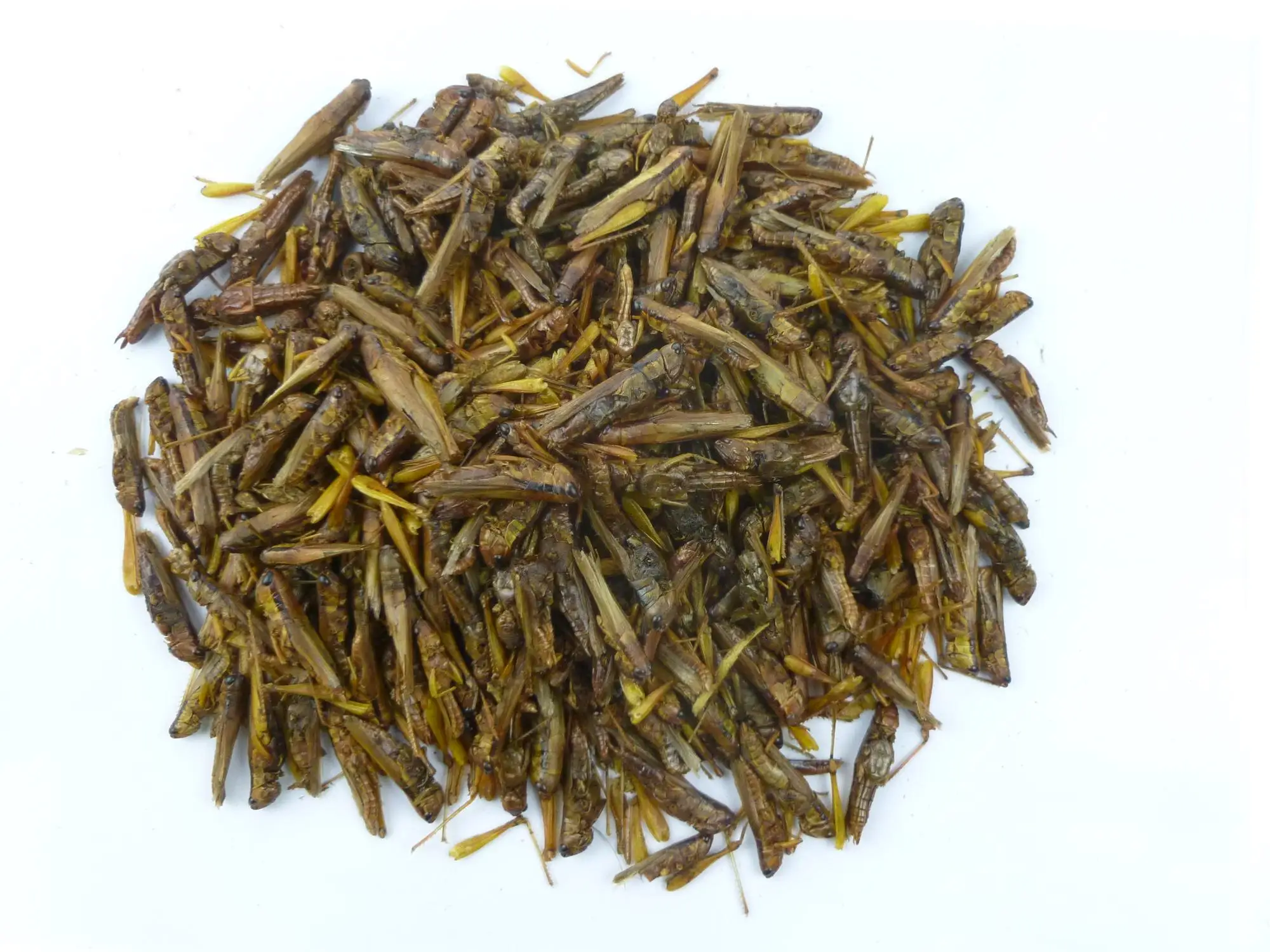 micro-dried grasshopper