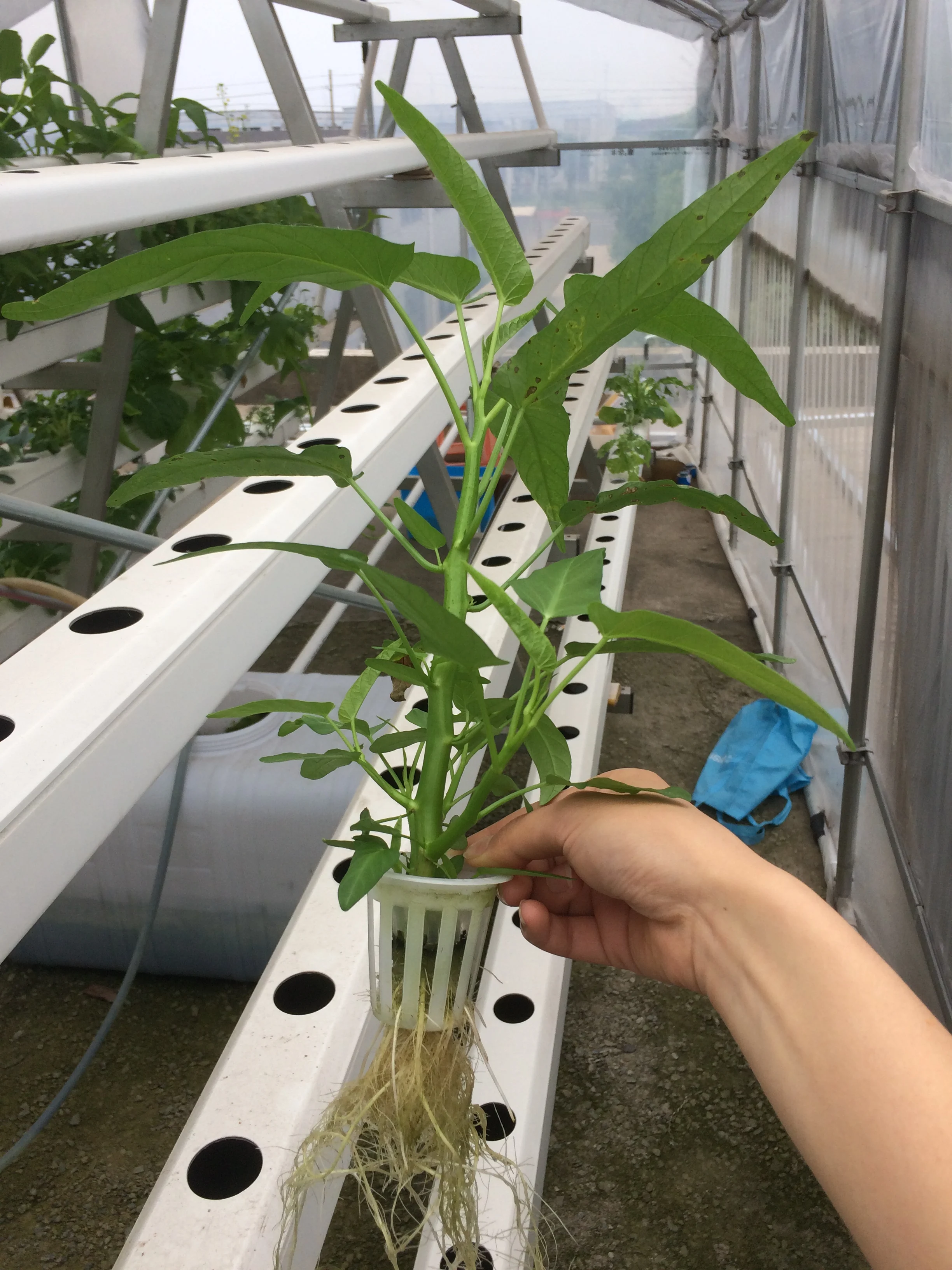 Greenhouse Pvc Pipe Hydroponic System Nft Hydroponics System For