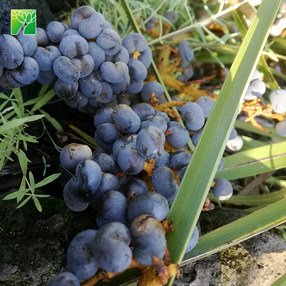 
Wholesale street ornamental evergreen palm tree plant nursery Trachycarpus martianus 