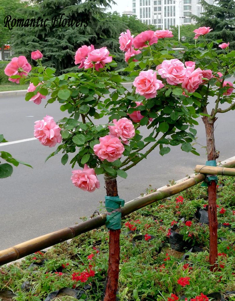 Online kopen Wholesale roze rose boom uit China roze rose