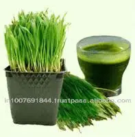 WheatGrass.jpg