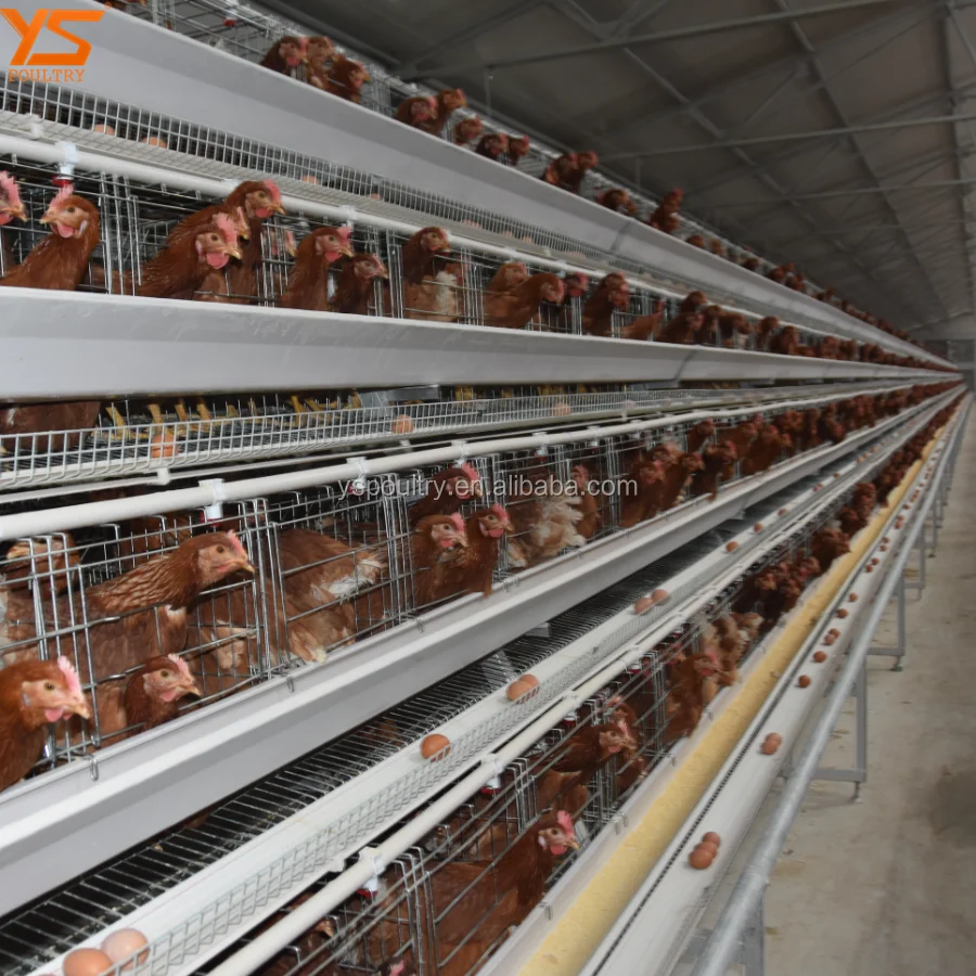 High Quality 4 Tier Layer Chicken Cage For Sale For Philippines Farm ...