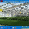 Commercial strawberry hydroponics nft channel