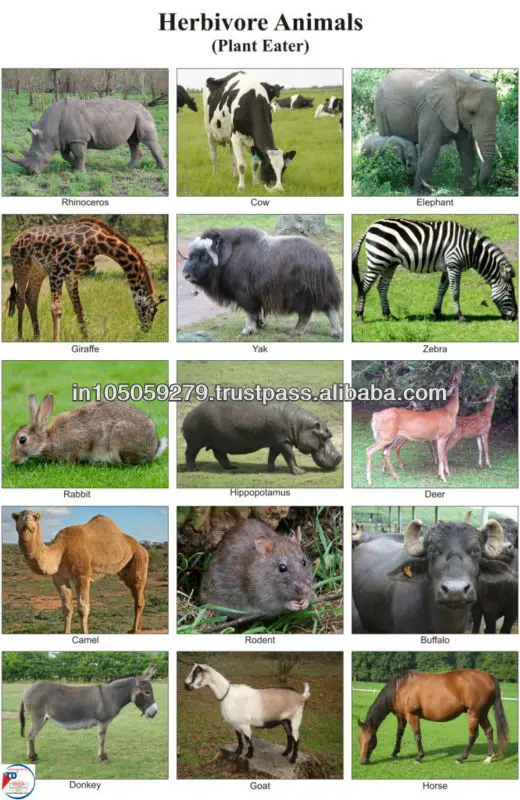 5100 Gambar Hewan Pemakan Tumbuhan HD