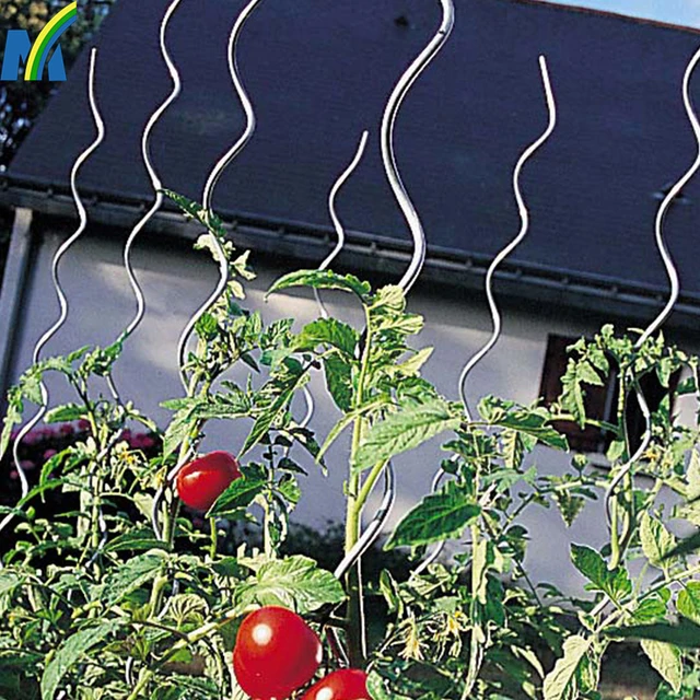 durable and robust tomato growing spiral stake plant growing
